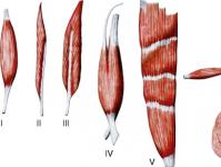 Пояснично-грудная фасция Аутохтонные мышцы груди - Действиея: поднимают ребра, способствуя расширению грудной клетки и акту вдоха